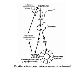 Total Testosteron Seviyesi ve Değerleri